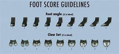 feet scoring.jpg