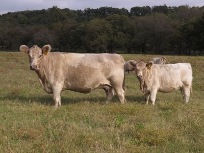 BB Goldie and 006 Heifer (5 years and 7.5 months).jpg