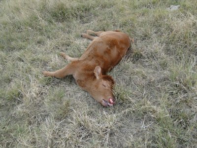 1625-dead calf 2019.JPG