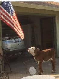 flag cow.jpg