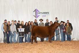 Red Angus Shows - Red Angus