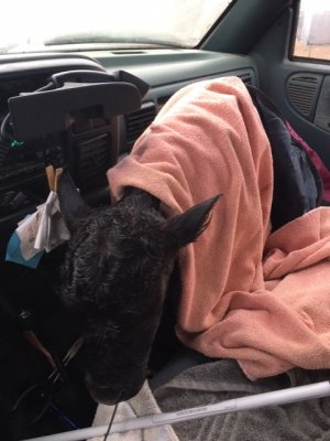 bull calf from number 2 om 4-13-22 in truck.jpeg