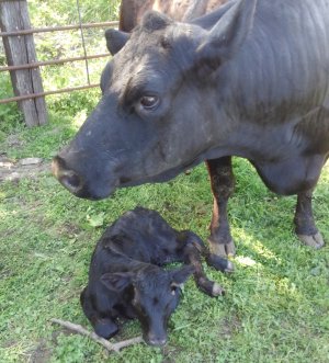 Blackie & no.5 bull calf.jpg