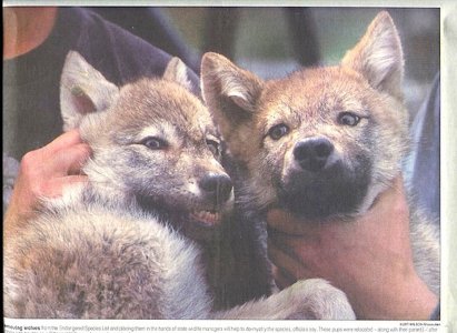 Wolf Pups RC 1998 .jpg