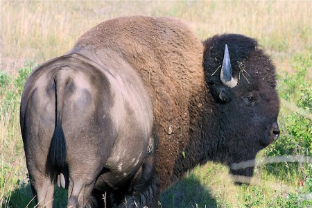 1 Bull Bison Normal  YNP.jpg