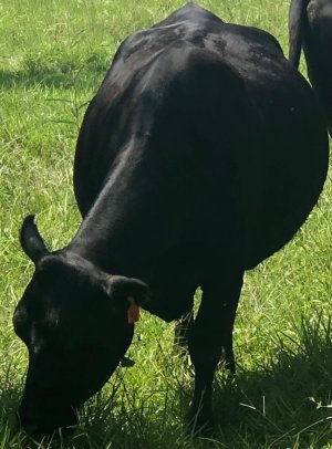 Fat Cow .jpg