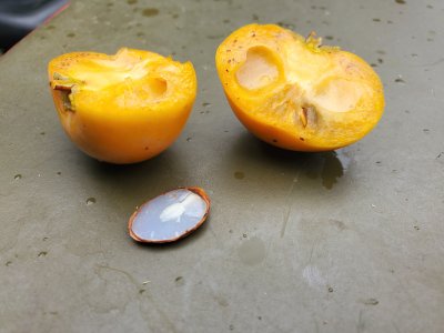 Persimmon Spoon.jpg