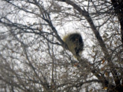 11-16-22 Porcupine in tree 01.jpg
