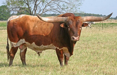 Cattle Horn Growth | CattleToday.com - Cattle, Cow & Ranching Community