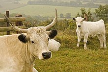 White_Park_cow_with_calf_on_Hambledon_Hill_1.jpg