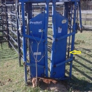 Priefert Headgate | CattleToday.com - Cattle, Cow & Ranching Community