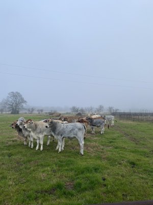 Brahman Heifers | CattleToday.com - Cattle, Cow & Ranching Community