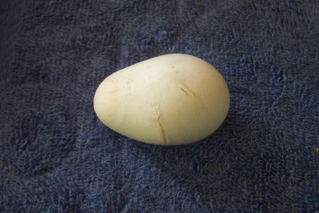 Nerps egg at age 12.JPG