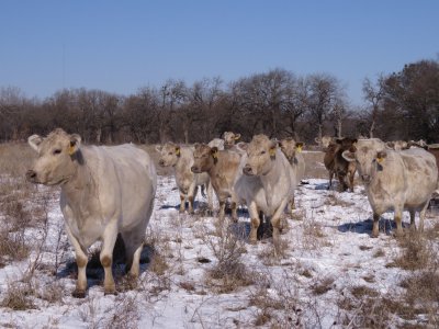 2021 Cow Herd in Snow.jpg
