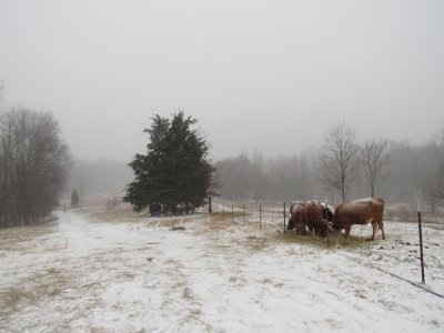 Snow Cows 2.JPG