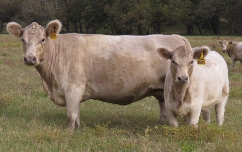 BB Goldie and 006 Heifer (5 years and 7.5 months)(1).jpg