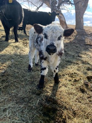 Miniature cow for sale Nebraska