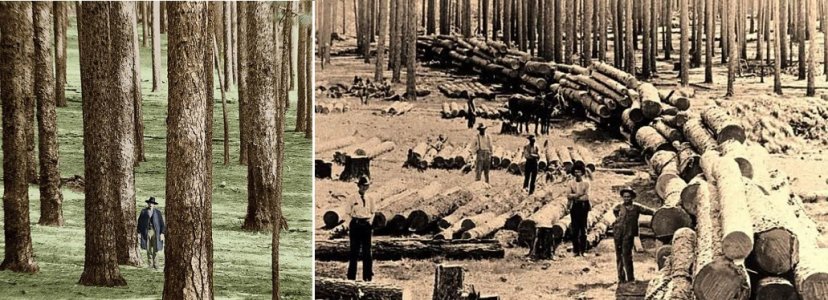 longleaf.jpg