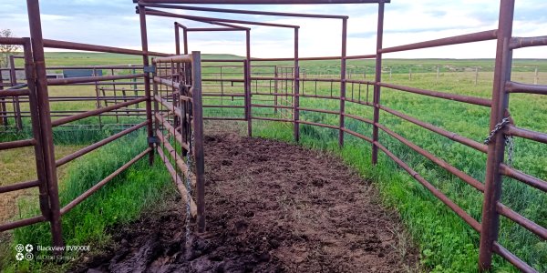 DIY cattle sweep | CattleToday.com - Cattle, Cow & Ranching Community