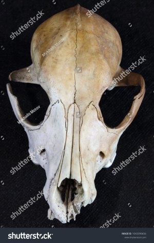 stock-photo-the-natural-skull-of-a-small-dog-1043390656.jpg