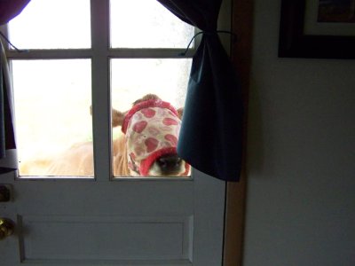 thumbnail_daphne flymask.jpg