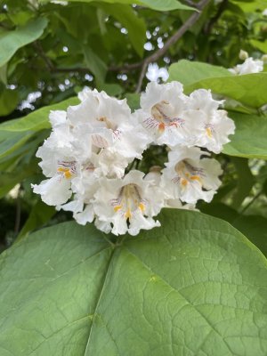 IMG_2609.jpeg
