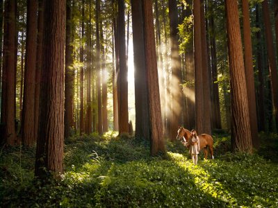 redwood_forest__girl_and_horse_by_mariegoff.jpg