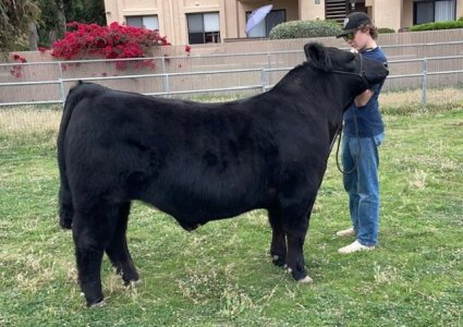 otis after clipping.jpg