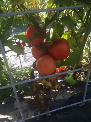 2023 tomato.jpg