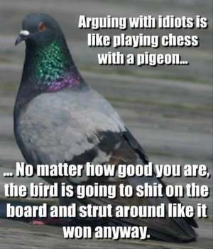 arguing with pigeons.jpg