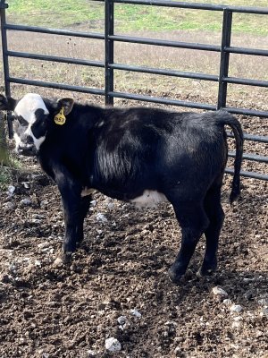 Bloated calf | CattleToday.com - Cattle, Cow & Ranching Community