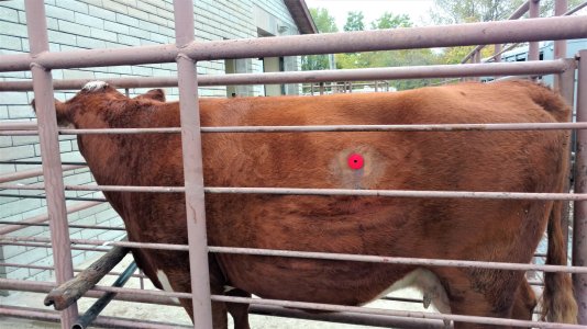 Bloated calf | CattleToday.com - Cattle, Cow & Ranching Community