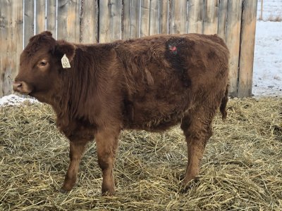 Bloated calf | CattleToday.com - Cattle, Cow & Ranching Community