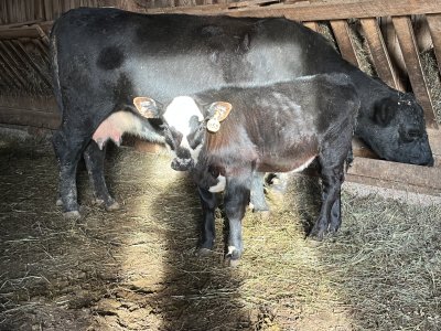 Bloated calf | Page 2 | CattleToday.com - Cattle, Cow & Ranching Community