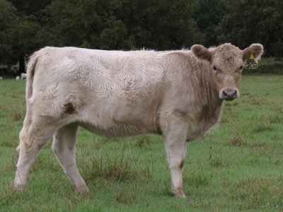 302 Heifer (8.5 months)(1).jpg