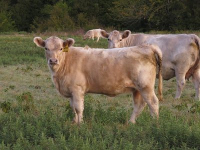 306 Heifer (7.5 months).jpg