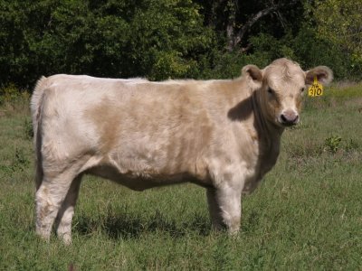 310 Heifer (7 months)(1).jpg