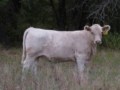 312 Heifer (6.5 months).jpg