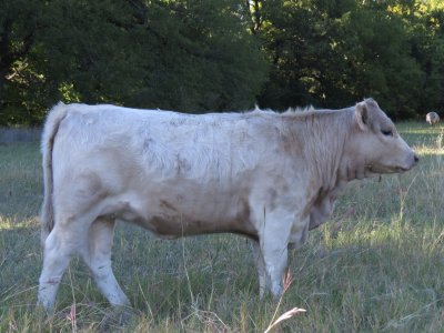 318 Heifer (7 months).jpg