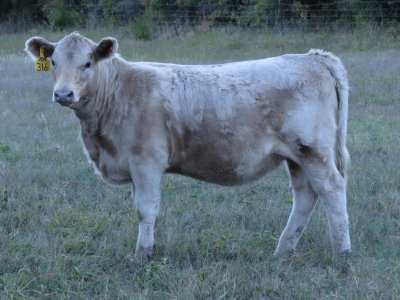 316 Heifer (7 months).jpg