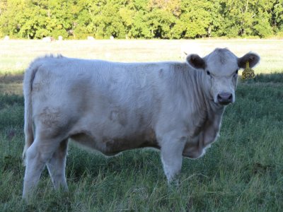 320 Heifer (7 months).jpg