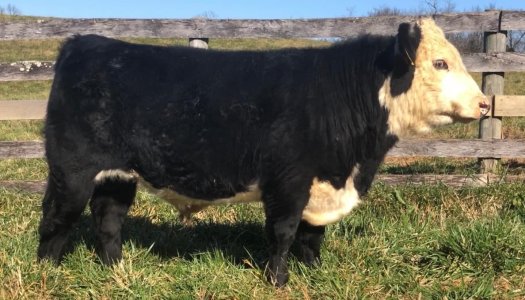 Black” Herefords Cattle Cow And Ranching Community