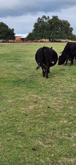 Cow.jpg