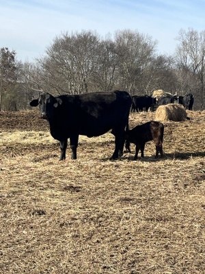 Love baldie babies | Page 2 | CattleToday.com - Cattle, Cow & Ranching ...