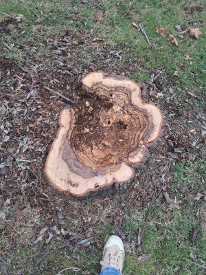 Persimmon Stump.jpg