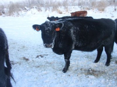 Cows Eating Hay That Came Off This Field | CattleToday.com - Cattle ...