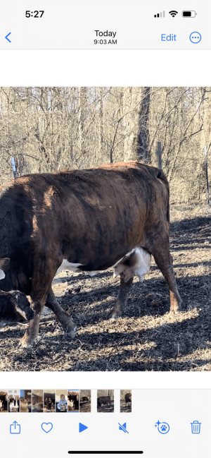 show-me-your-idea-of-the-perfect-cow-cattletoday-cattle-cow