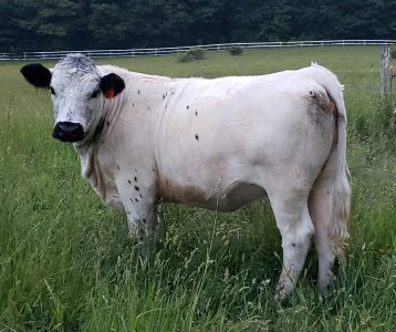 Show me your idea of the perfect cow | Page 2 | CattleToday.com ...