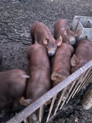 Pigs for sale? | CattleToday.com - Cattle, Cow & Ranching Community