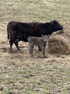 1st Calf 2024 CharolaisX CattleToday Com Cattle Cow Ranching   29022 915e3a2432d413d76030389b7f92a5f7 